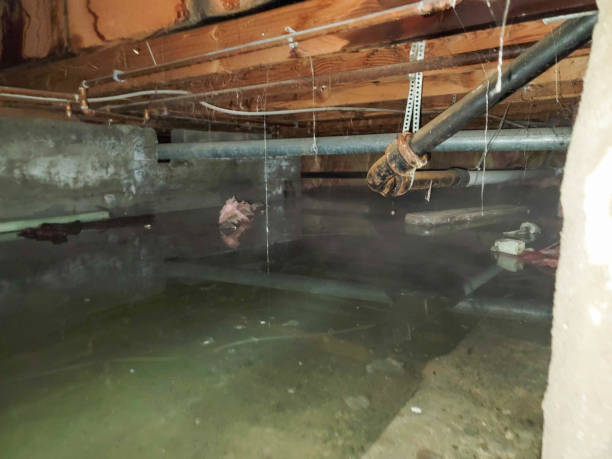 Best Professional water damage repair  in Oral City, FL